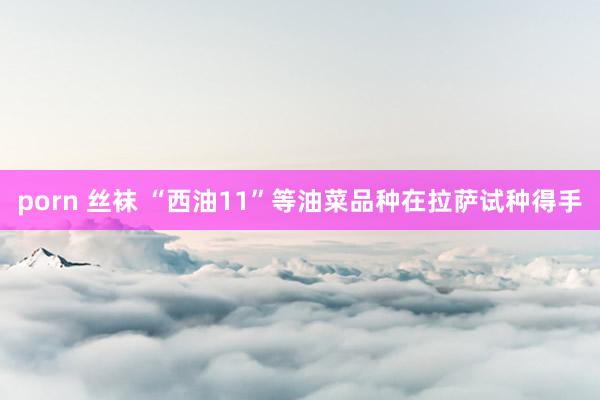 porn 丝袜 “西油11”等油菜品种在拉萨试种得手