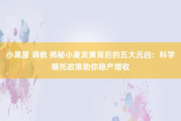 小黑屋 调教 揭秘小麦发黄背后的五大元凶：科学嘱托政策助你稳产增收